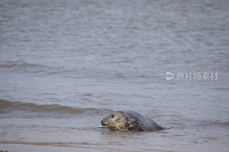 诺福克郡Hosey Gap的灰海豹